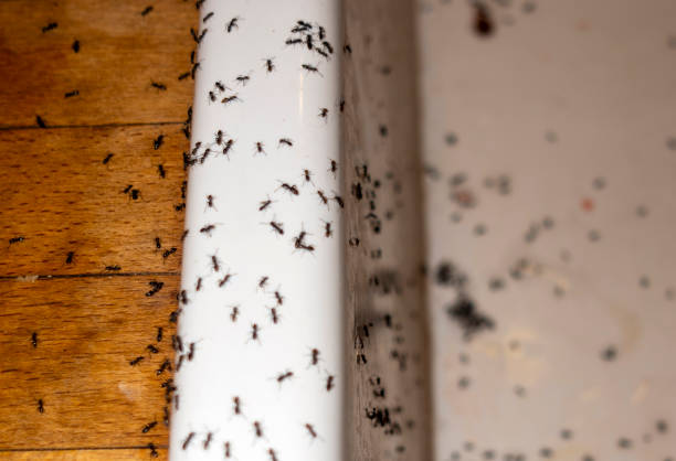 Best Commercial Pest Control Services  in Totowa, NJ