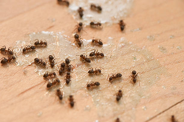 Best Emergency Pest Control  in Totowa, NJ