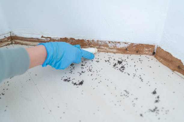 Best Rat Extermination Near Me  in Totowa, NJ